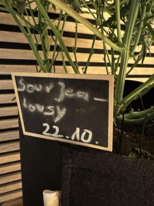 Sour Jealousy Auto. Week 8