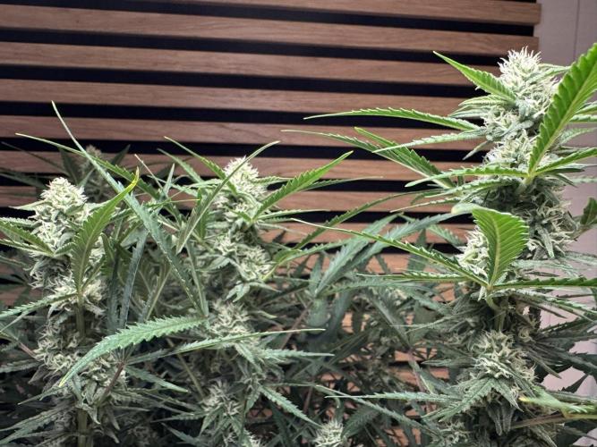 Sour Jealousy Auto. Week 8