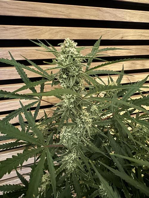 Sour Jealousy Auto. Week 8