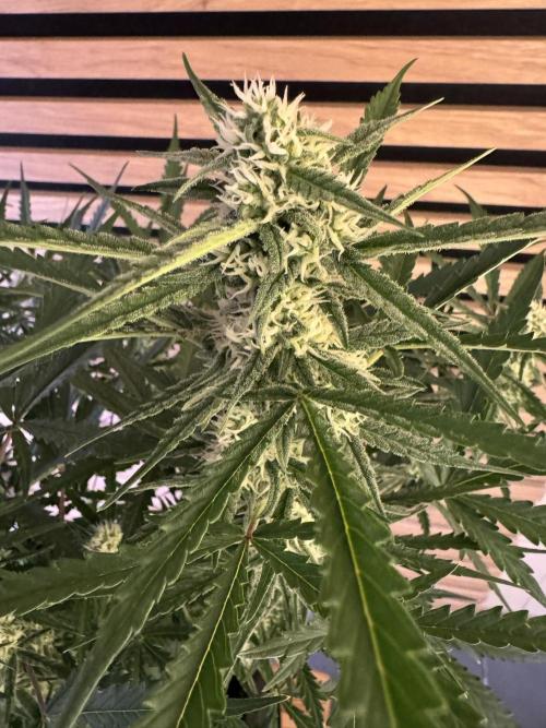 Sour Jealousy Auto. Week 8