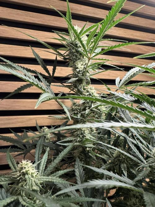 Sour Jealousy Auto. Week 8