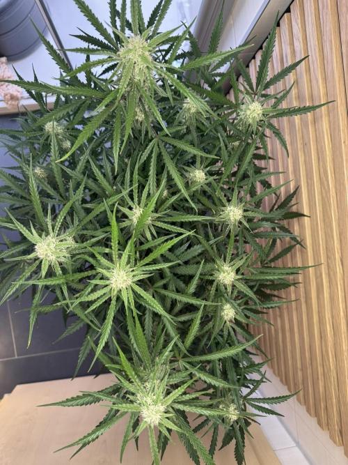 Sour Jealousy Auto. Week 8