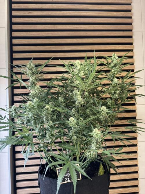 Sour Jealousy Auto. Week 8