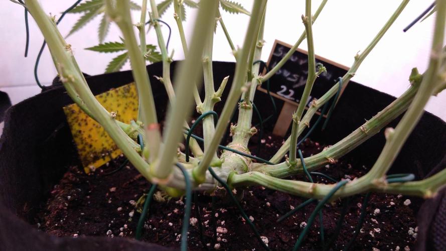 Sour Jealousy Auto. Week 8