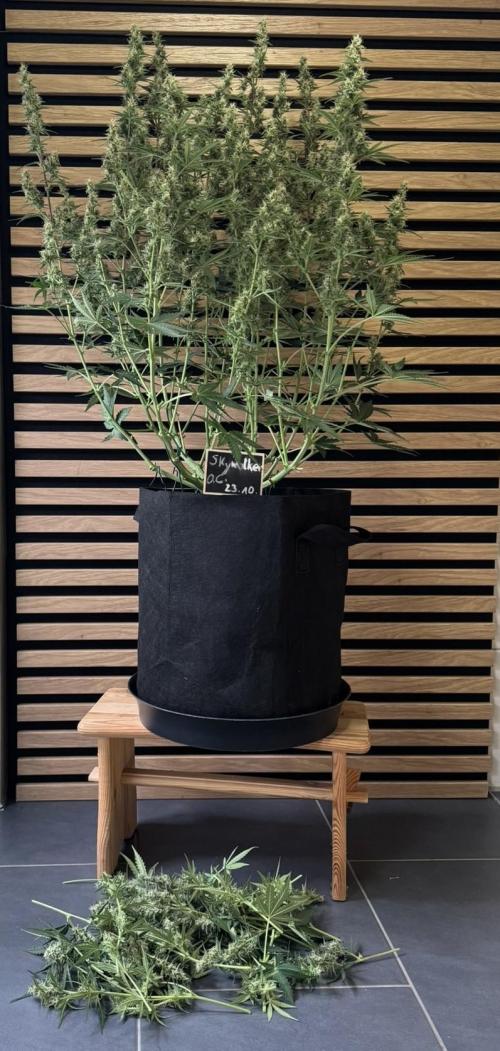 Skywalker OG Auto Indoor. Week 8