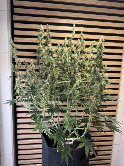 Skywalker OG Auto Indoor. Week 8