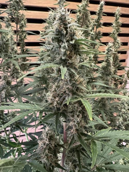 Skywalker OG Auto Indoor. Week 8