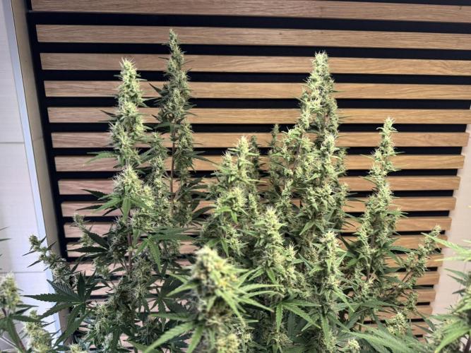 Skywalker OG Auto Indoor. Week 8