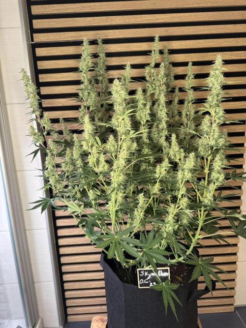 Skywalker OG Auto Indoor. Week 8