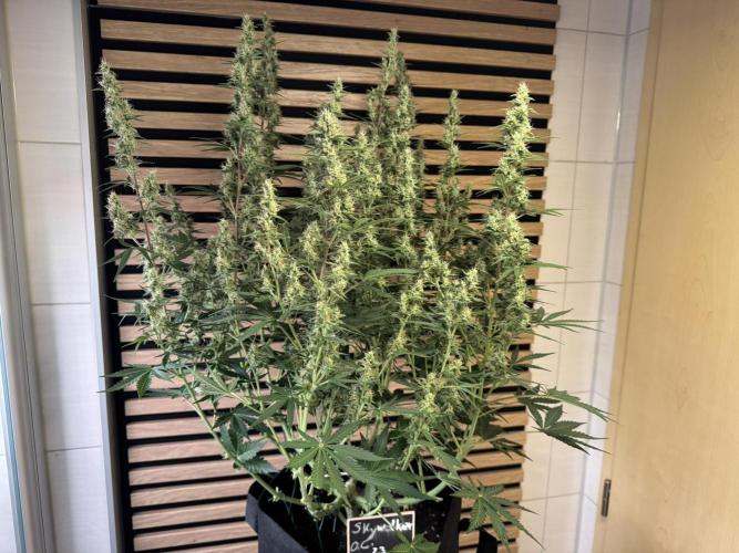 Skywalker OG Auto Indoor. Week 8