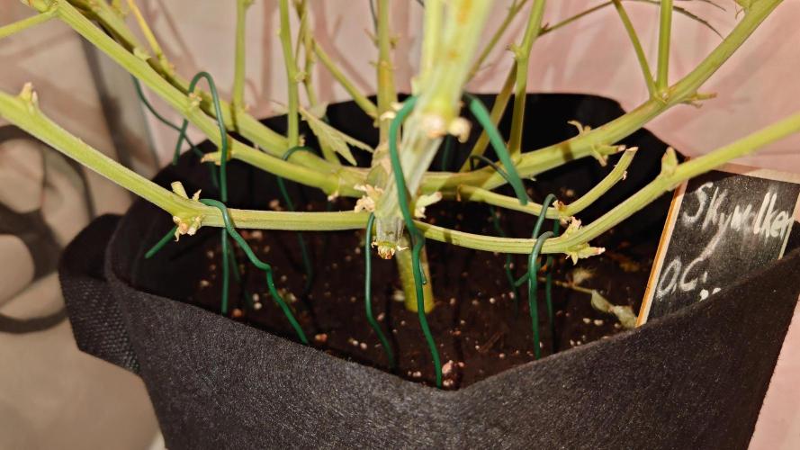 Skywalker OG Auto Indoor. Week 8