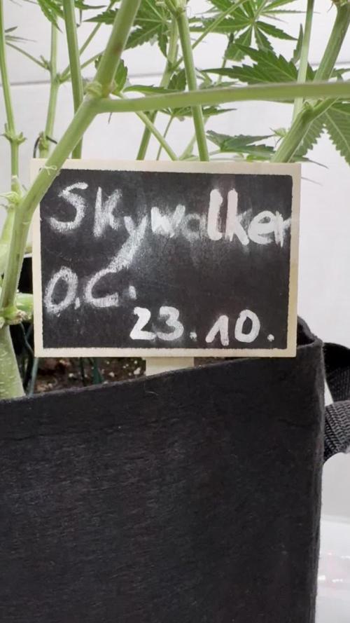 Skywalker OG Auto Indoor