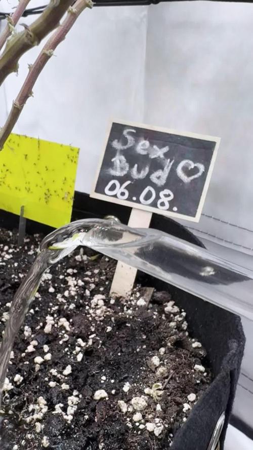 Sex Bud Photo
