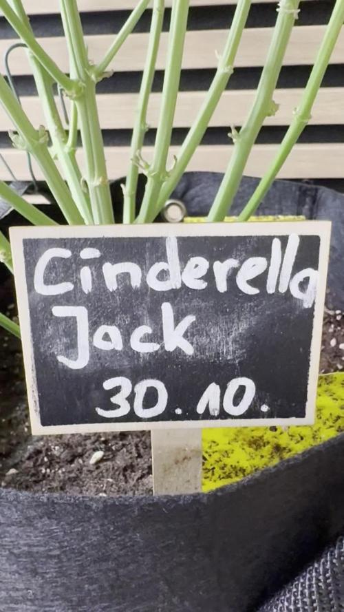 Cinderella Jack (Auto)