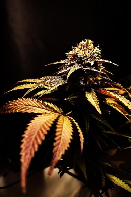 Sex Bud Photo. Week 21