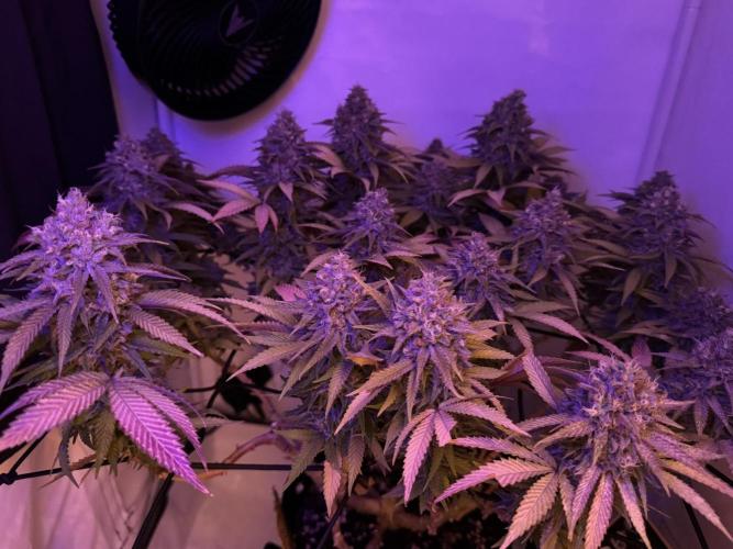 Sex Bud Photo. Week 21