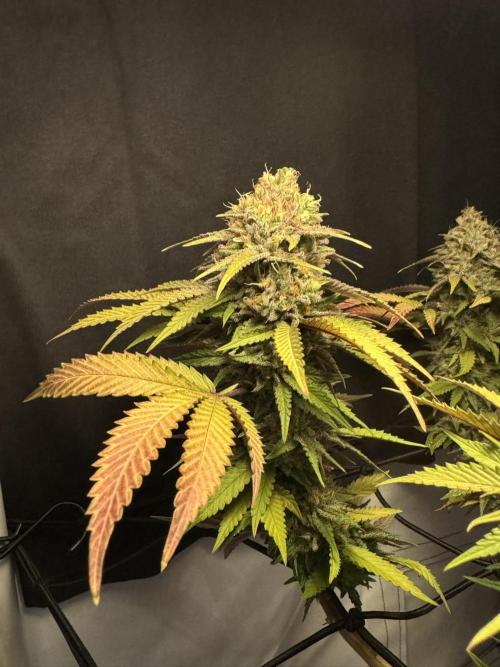 Sex Bud Photo. Week 21