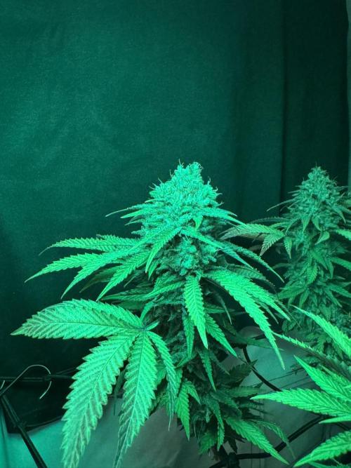 Sex Bud Photo. Week 21