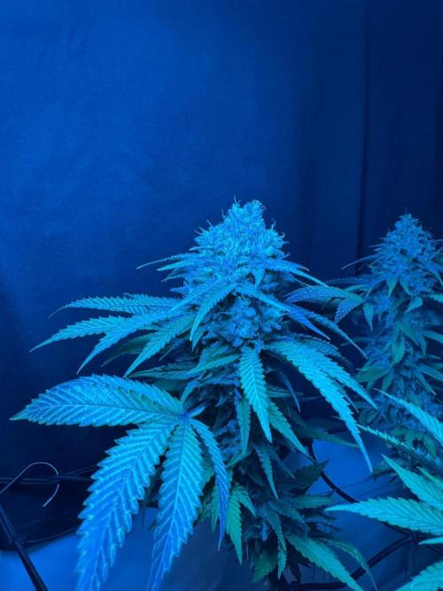 Sex Bud Photo. Week 21