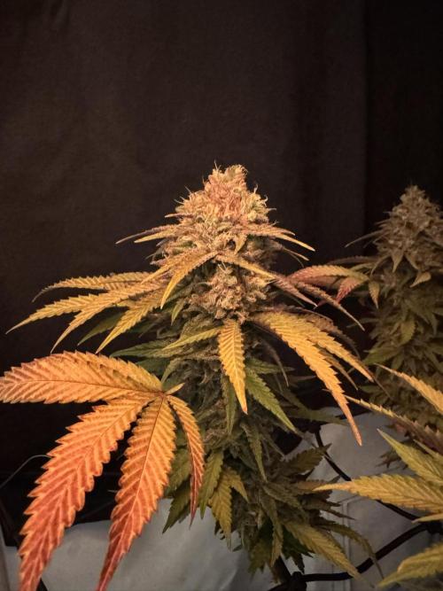 Sex Bud Photo. Week 21