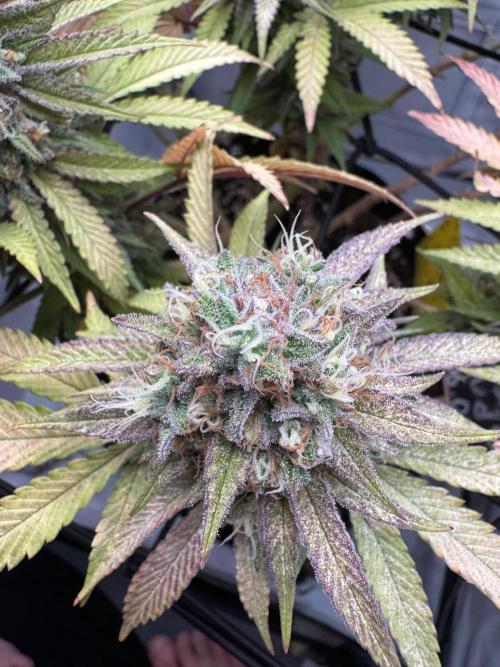 Sex Bud Photo. Week 21