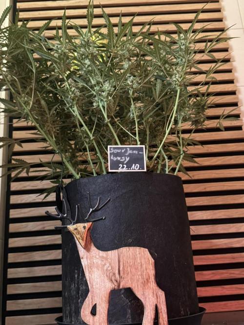 Sour Jealousy Auto. Week 9