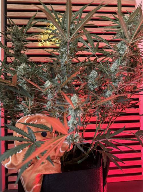 Sour Jealousy Auto. Week 9