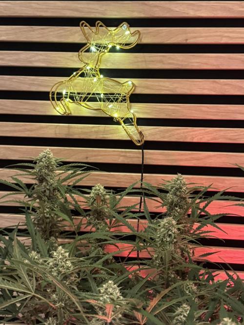 Sour Jealousy Auto. Week 9