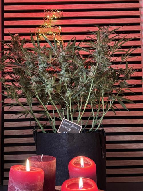 Sour Jealousy Auto. Week 9