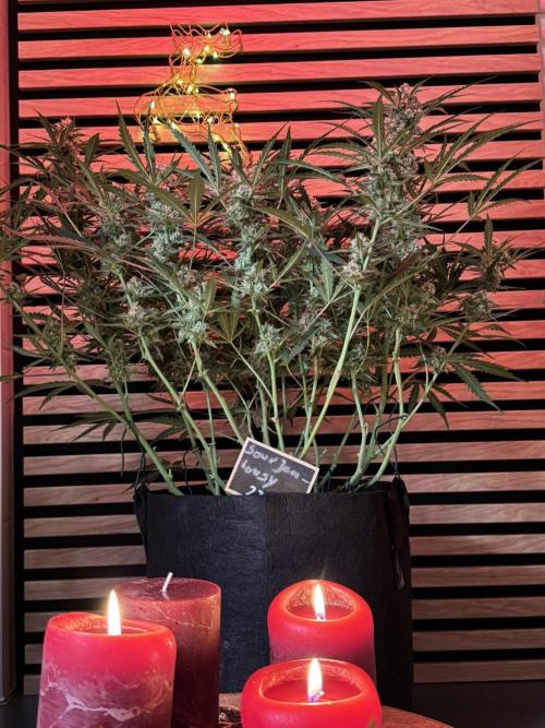 Sour Jealousy Auto. Week 9