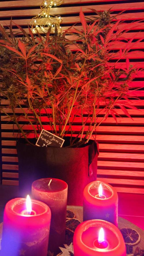 Sour Jealousy Auto. Week 9