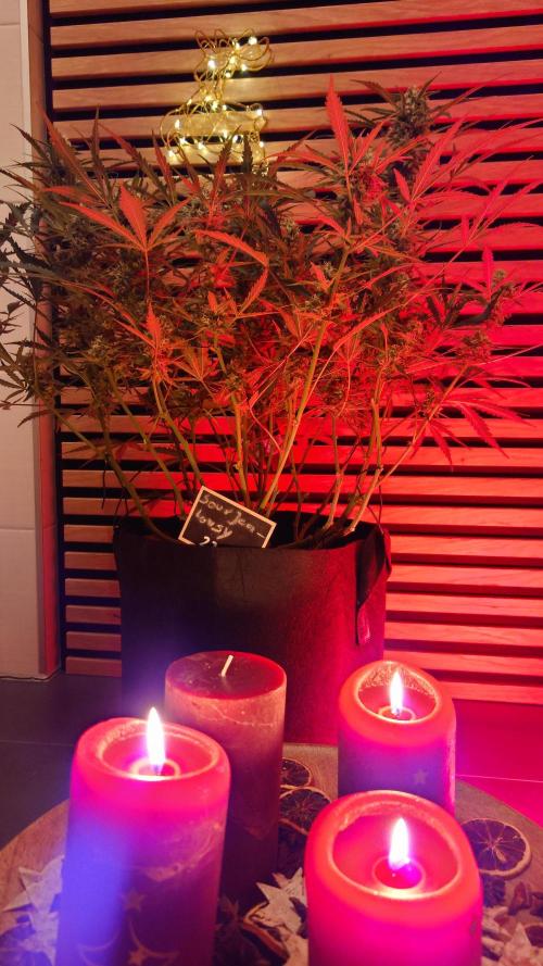 Sour Jealousy Auto. Week 9