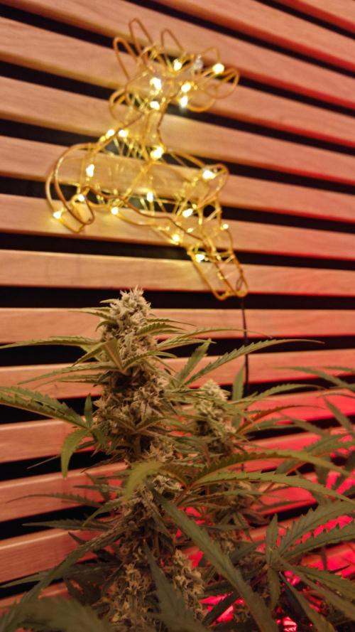 Sour Jealousy Auto. Week 9