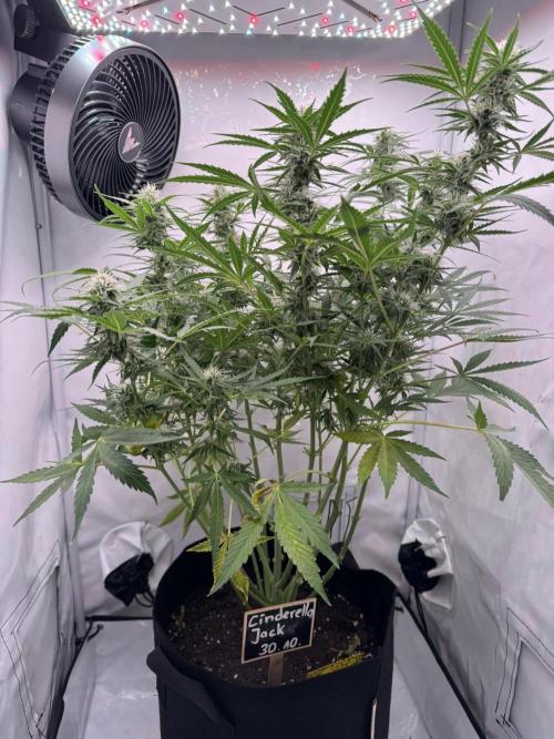 Cinderella Jack (Auto). Week 8