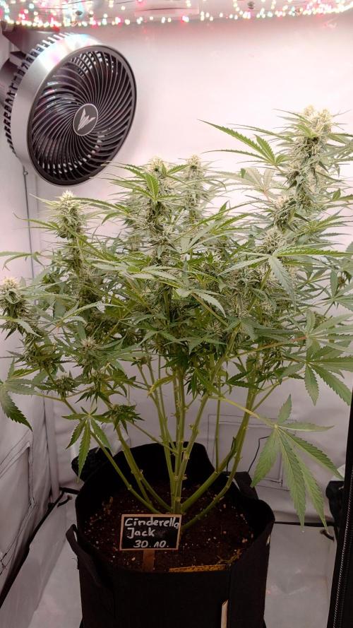 Cinderella Jack (Auto). Week 8