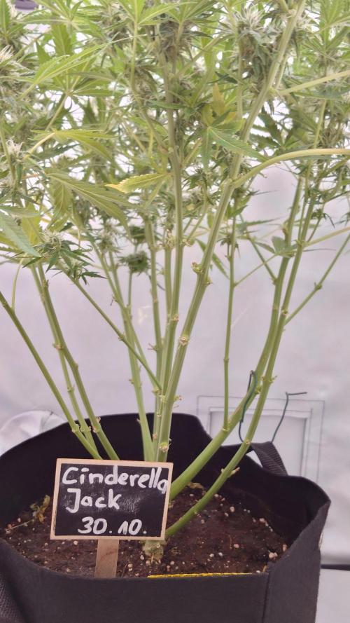 Cinderella Jack (Auto). Week 8