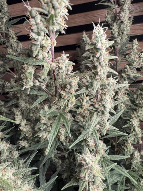 Skywalker OG Auto Indoor. Week 9