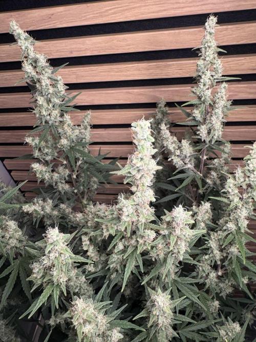 Skywalker OG Auto Indoor. Week 9