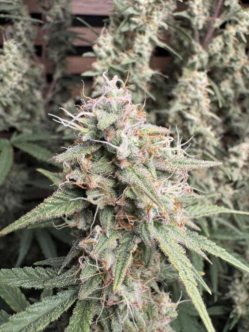 Skywalker OG Auto Indoor. Week 9