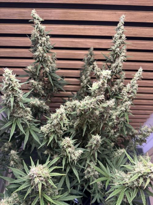 Skywalker OG Auto Indoor. Week 9