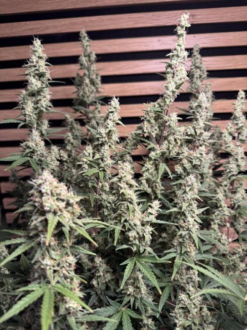 Skywalker OG Auto Indoor. Week 9