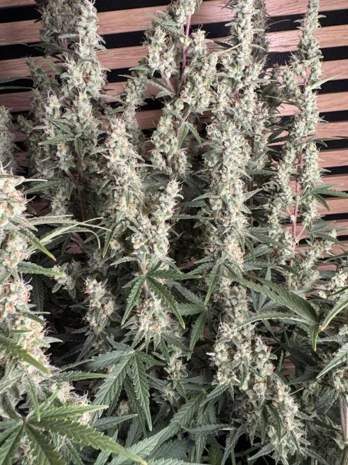 Skywalker OG Auto Indoor. Week 9