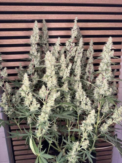 Skywalker OG Auto Indoor. Week 9