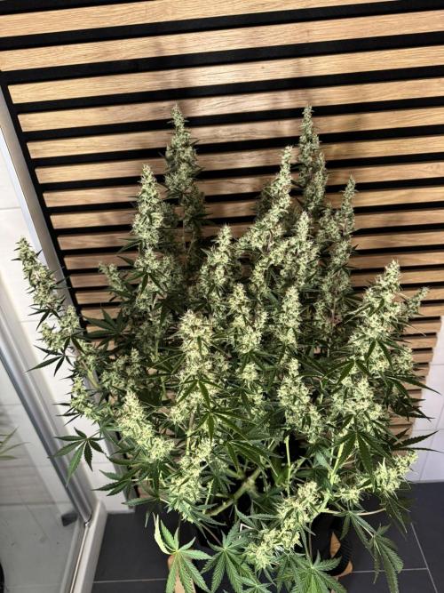 Skywalker OG Auto Indoor. Week 9