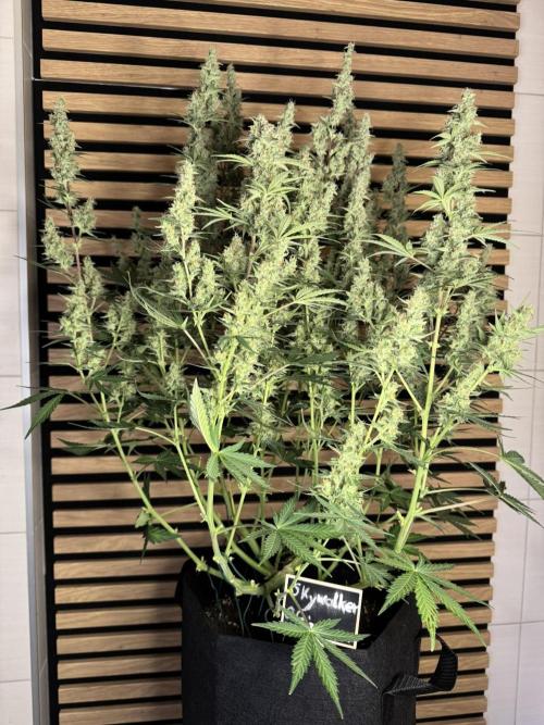 Skywalker OG Auto Indoor. Week 9