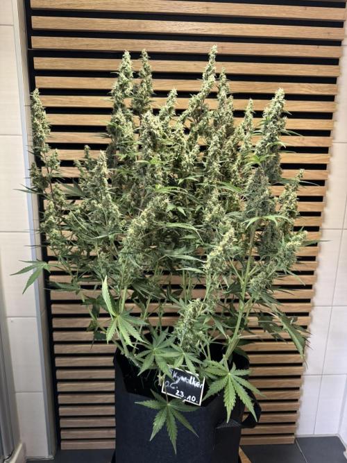 Skywalker OG Auto Indoor. Week 9