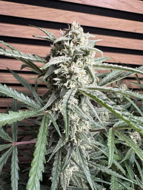 Sour Jealousy Auto. Week 9