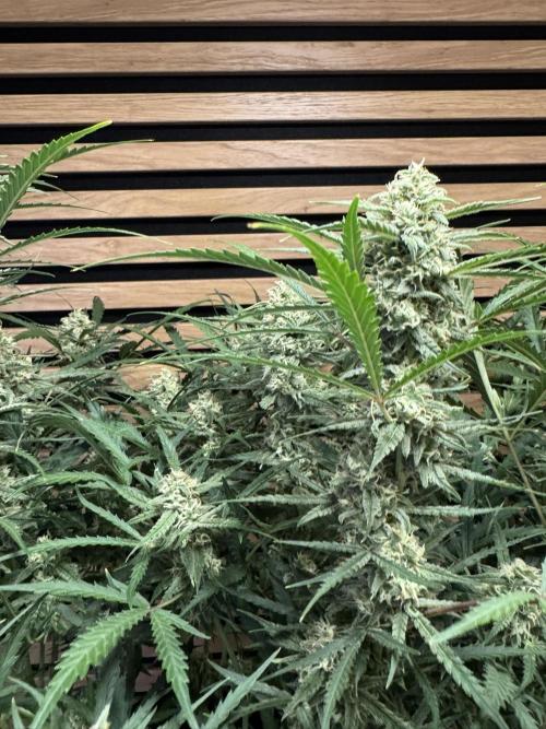 Sour Jealousy Auto. Week 9