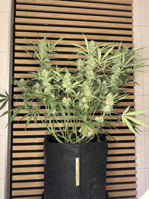 Sour Jealousy Auto. Week 9