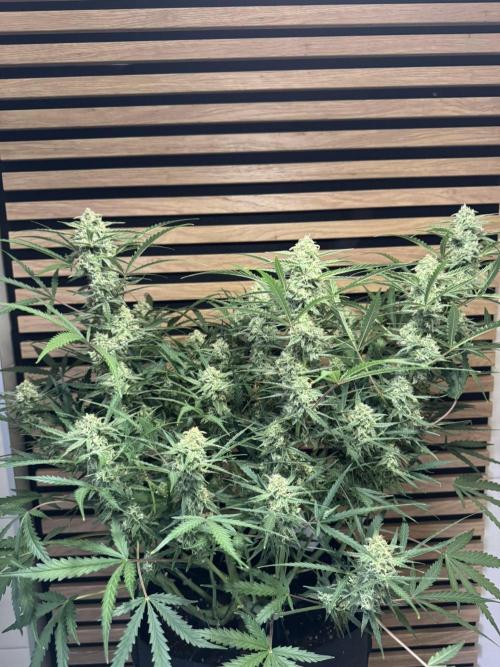 Sour Jealousy Auto. Week 9